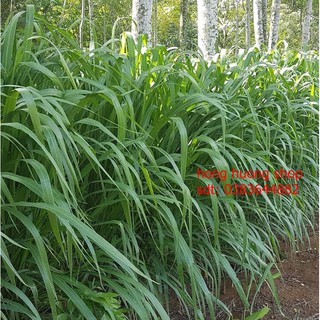 Hạt giống cỏ sả lá lớn GHINE gói 100 gam