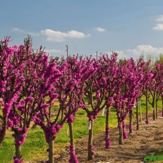 Cây giống hoa hạnh phúc