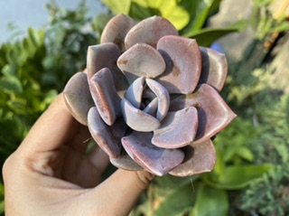 SEN ĐÁ DÂU TÍM GIỐNG MỚI 4-6cm