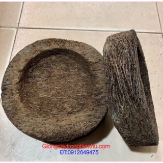 Combo-2 chậu dớn trồng lan