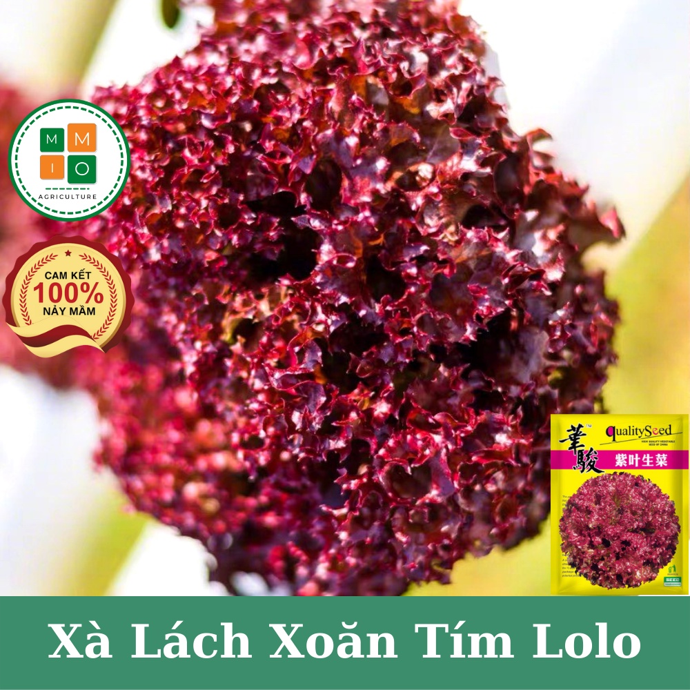 Hạt giống xà lách xoăn tím chịu nhiệt, giòn ngọt