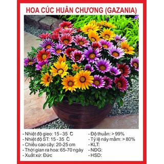 Hạt giống hoa Cúc Huân chương 50 hạt