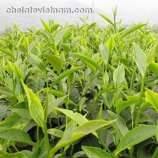 Phân Bón Lá Cao Cấp FGA3 (50g)