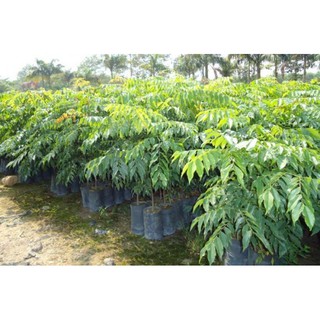 Cây Sấu ghép, hàng gửi đi nguyên bầu