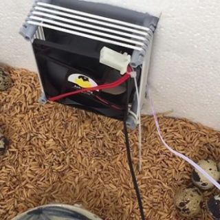 Bộ điều khiển máy ấp trứng
