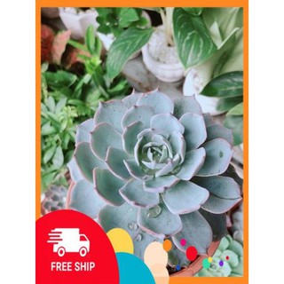 Sen Đá Hồng Phấn Size Đại