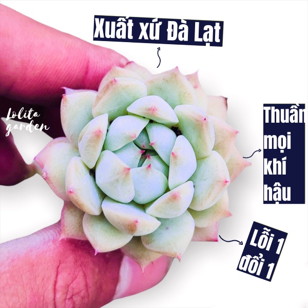 Sen đá tiểu ngọc Đà Lạt size mini cây cảnh trang trí nhà cửa Lolita garden