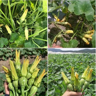 Hạt giống bí siêu nụ lai F1 - Bí đậu ăn non - 1 gói 10gram