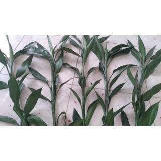combo 10 cành cây phát lộc ( cành phát tài )