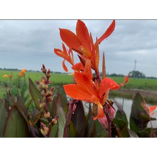 Củ cây chuối hoa màu đỏ D22