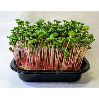 Hạt Giống Rau Mầm Củ Cải Đỏ 20gr