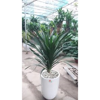Cây phát tài núi nhanh siêu siêu đẹp chuẩn giống
