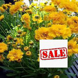 Gói 50 hạt giống hoa phòng phòng vàng sale