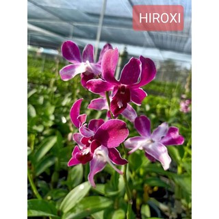 Cây hoa lan Hiroxi đang hoa