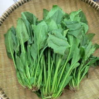 Hạt giống cải bó xôi