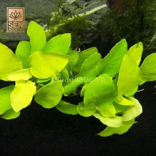 Cây Ráy Lá Vàng(Anubias barteri “Golden nana”)