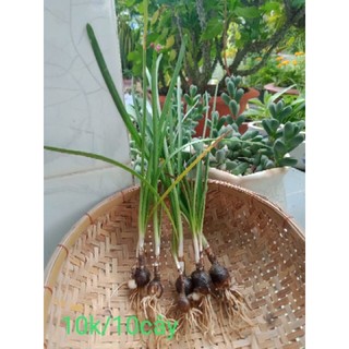 Combo 15 Củ hoa tóc tiên (10k/ 15 củ)