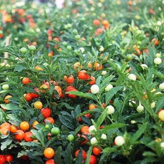 Hạt Giống Ớt Trái Tròn (527) 0.2gr