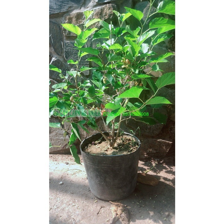 Cây Dâu Tằm Lớn