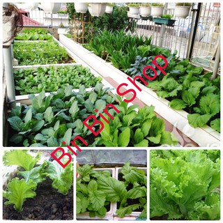 HẠT GIỐNG CẢI BẸ MÀO GÀ