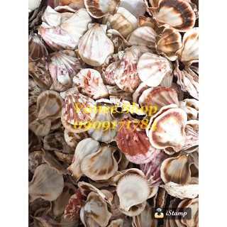 Vỏ sò điệp baby 100gr