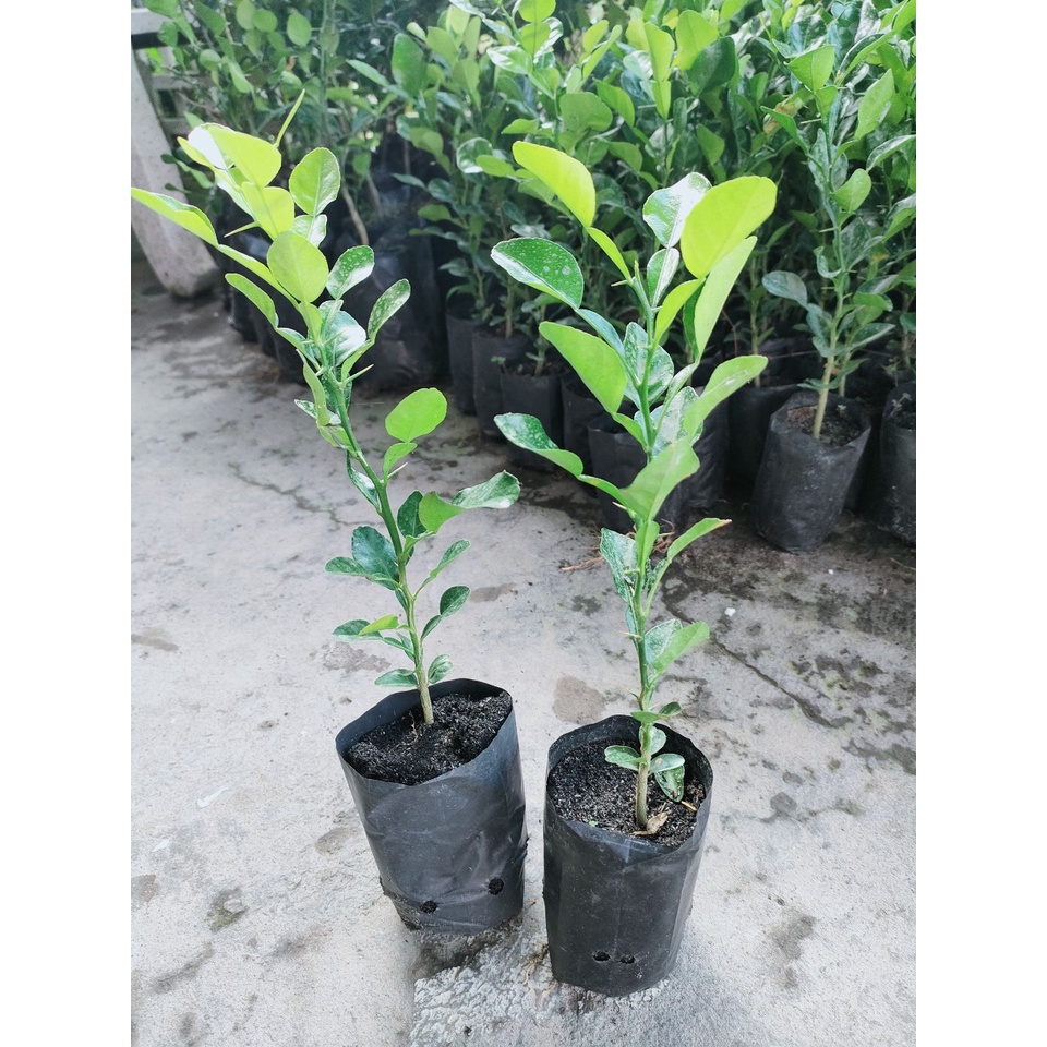 Cây chanh thái. cây chúc,cây lá số 8 giá 20k/cây