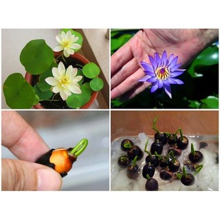 5 hạt giống hoa Sen mini nhiều màu