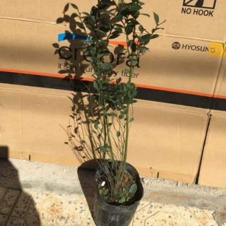 Cây giống việt quất 4 mùa