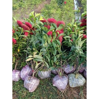 Mẫu đơn mỹ đỏ nhung hoa to