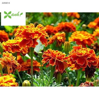 Hạt giống hoa Vạn thọ Ban mai (100 hạt)