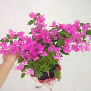 Giấy màu sát pháo