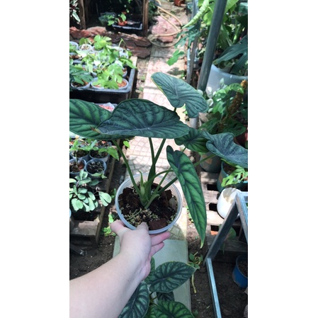 Cây rồng xanh-Alocasia dragon Scale ảnh thật