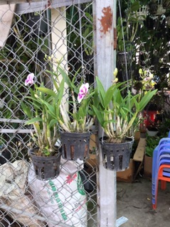 Yaya mini mặt cười