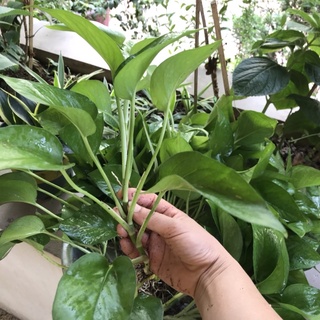 Combo 10 cây trầu bà (vạn niên thanh) cao 25-35cm