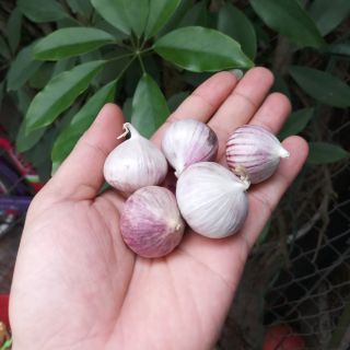2kg tỏi cô đơn lào ( củ chọn lọc, to, sạch)