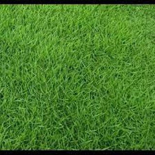 Hạt Giống Thảm Cỏ Bermuda gói 10 gram