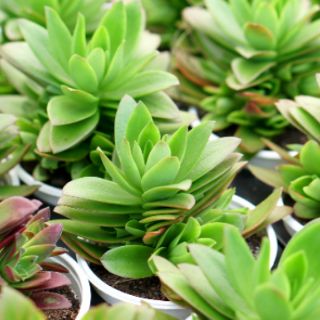 Sen đá tứ phương chậu 9cm (ngẫu nhiên)