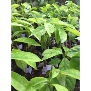 CÂY GIỐNG DÂU DA XANH 2 NĂM CHO TRÁI