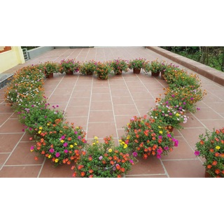 Hoa Sam 50k/kg cành hoa 6 màu