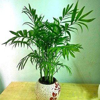 CÂY CAU TIỂU TRÂM ( cÂY PHONG THỦY )