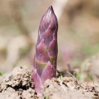 15h - HẠT GIỐNG MĂNG TÂY TÍM