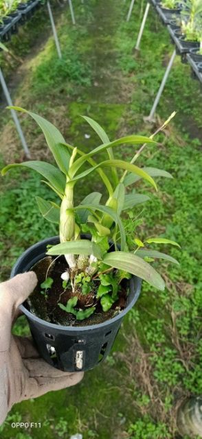 Hoa phong lan dendro mini yaya
