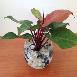 Cây Trầu bà đế vương Thủy sinh