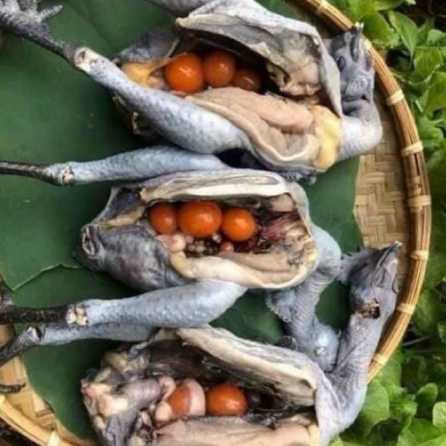 Gà Ác Nguyên Con-có con có thể có trứng luôn