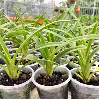 hoa phong lan kiếm lưỡi đỏ thái lan