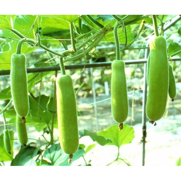 Gói 1Gr Hạt giống Bầu F1-Trái ngắn Năng Suất Chịu nhiệt Dễ trồng