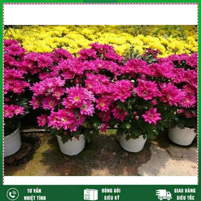 Phân trùn quế siêu hoa cây cảnh 2kg VTNN NHẤT VIỆT