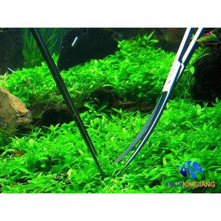 Kéo cong lưỡi chuyên cắt tỉa cây thủy sinh