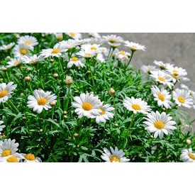 Hạt Giống Hoa Cúc Họa Mi Trắng  - MUA 3 TẶNG 1 CÙNG LOẠI