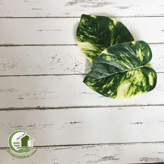 Phông nền giấy dán tường vân gỗ màu trắng - khổ 90cm - thảm chụp hình ảnh sản phẩm